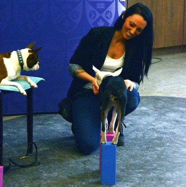 Melissa Millet demonstrates the principles of dog training